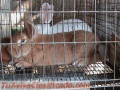 VENTA  DE   CONEJOS
