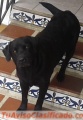 Se regala labrador macho juguetón