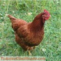 Gallinas ponedoras ISA BROWN