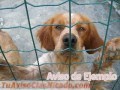 Adopta tu mascota