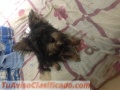 Yorkshire cachorros en venta